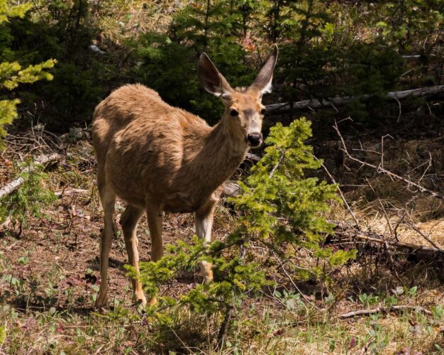 Our Local Wildlife – Grand Canyon UTV Tours